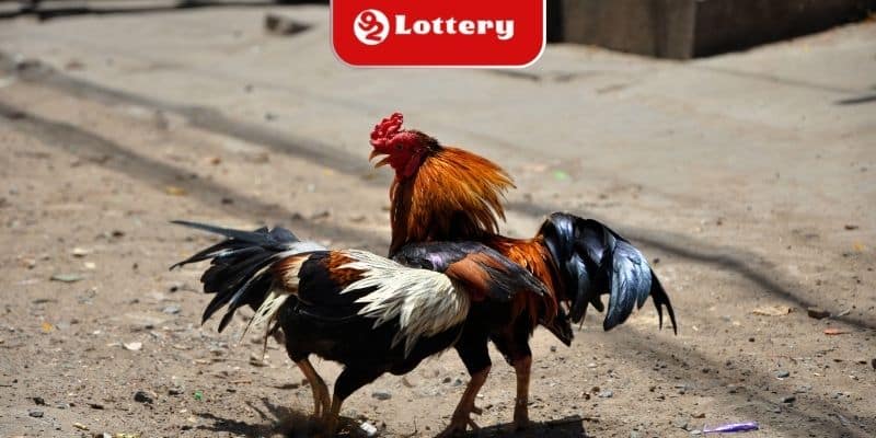 Vài nét cơ bản về đòn đá chết gà